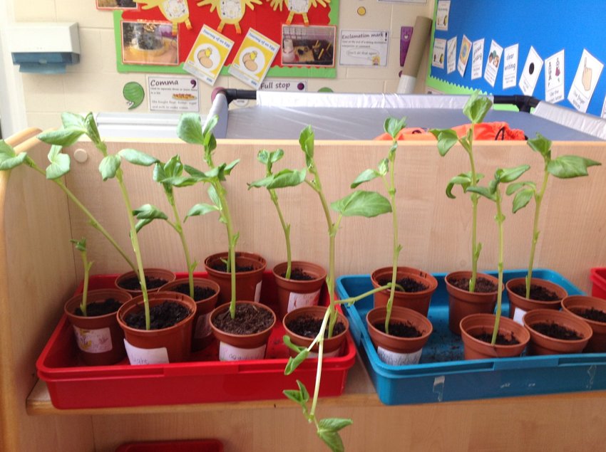 Image of Year 1 and the Beanstalk!