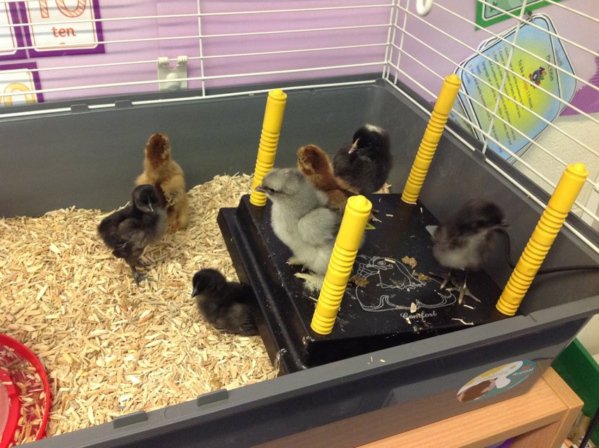 Image of Year 1 Life Cycle of a Chicken! 